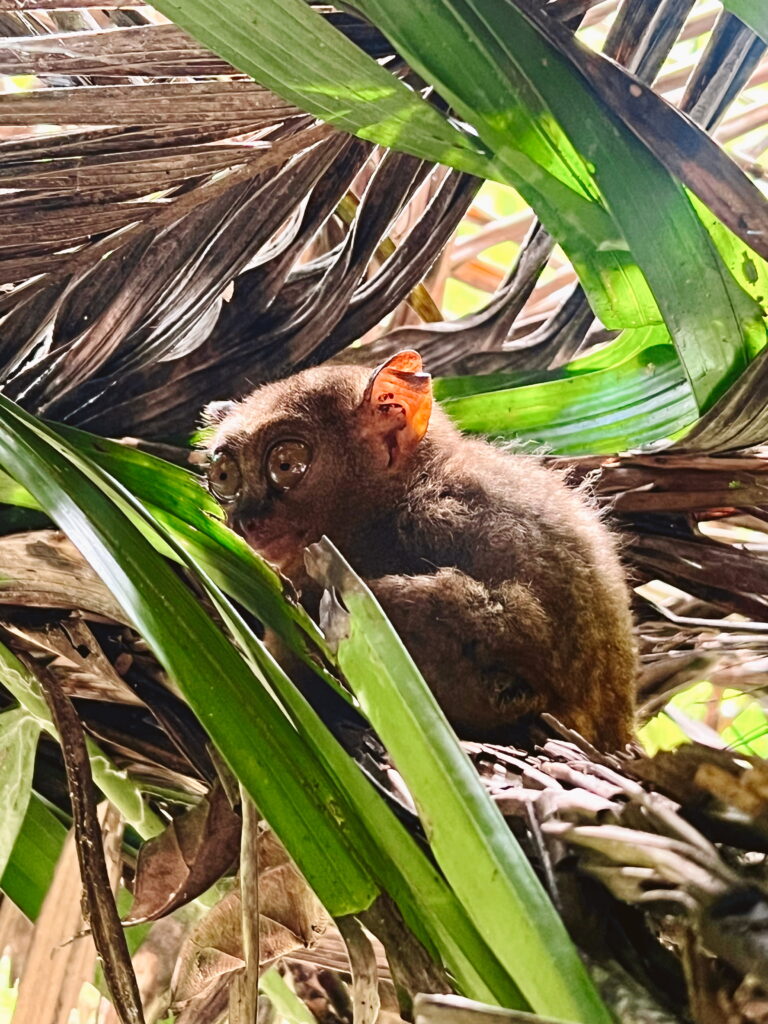 bohol filippine cosa vedere